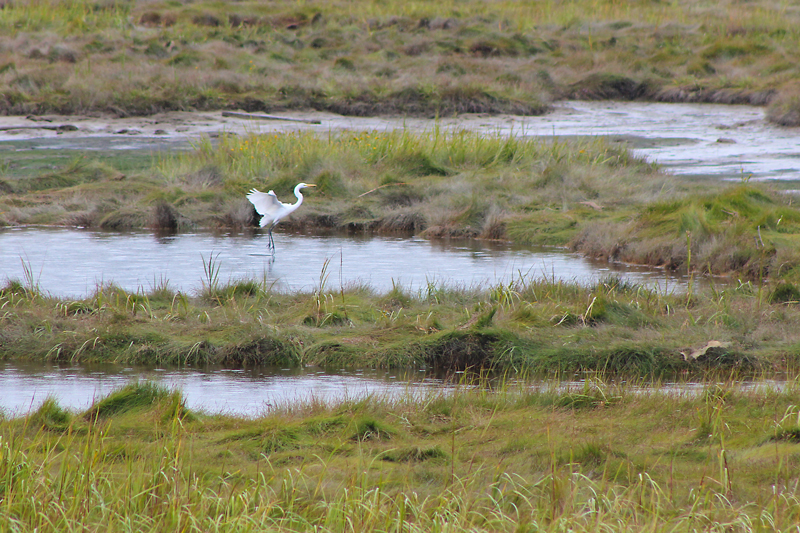 Great Egret on the Marsh