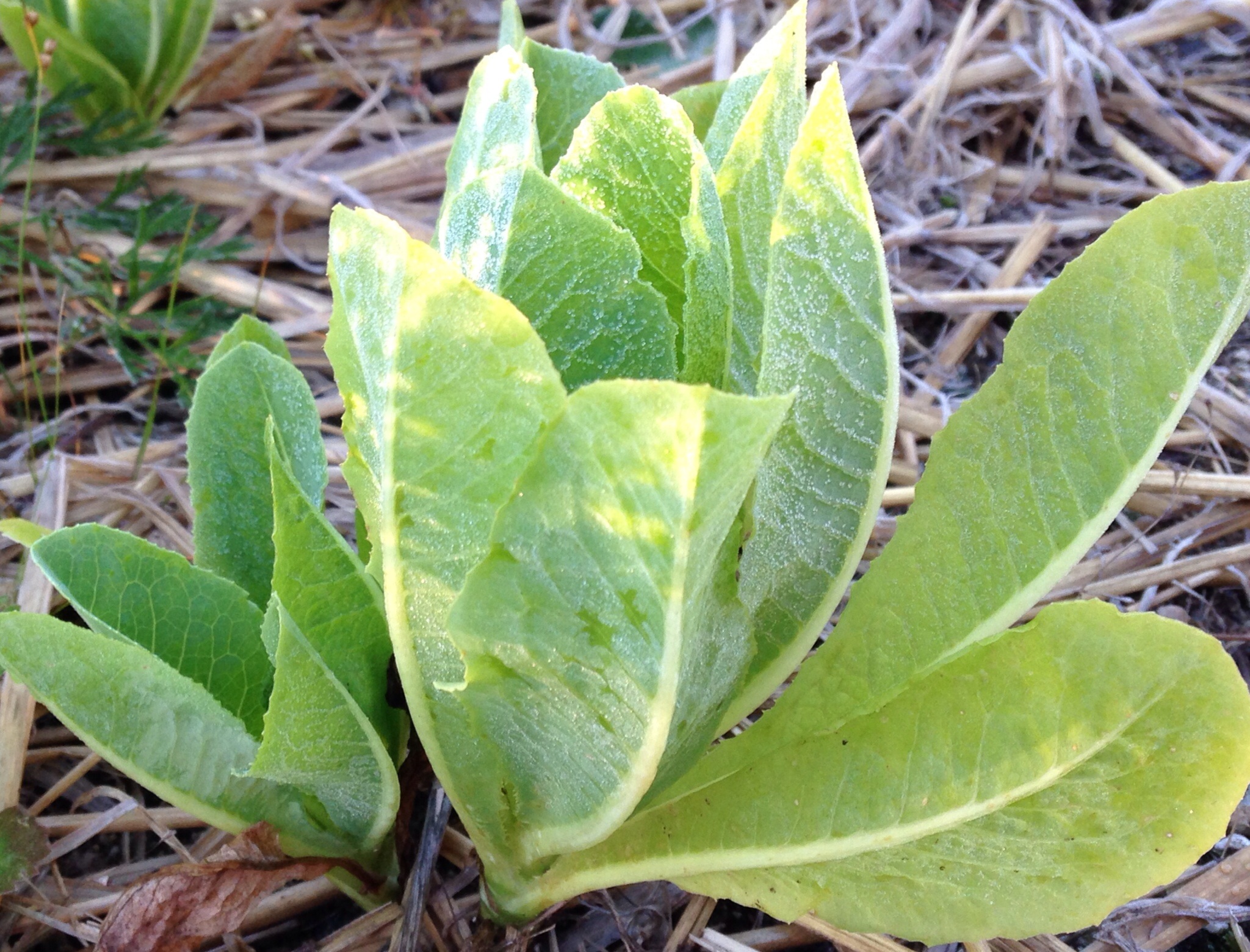 Early Frost