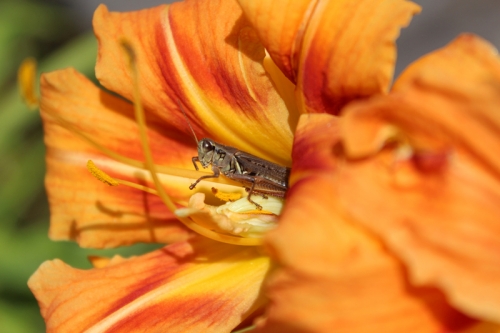 day lily grasshopper