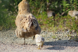 mama chicken and baby on the maine farm