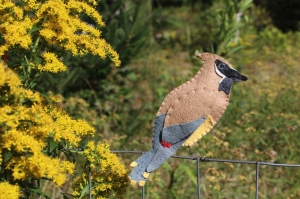 cedar waxwing pattern