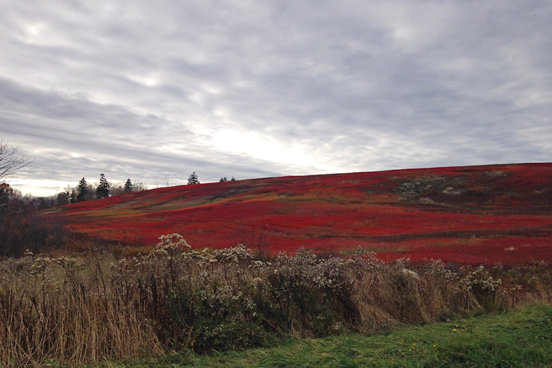 Shades of Autumn