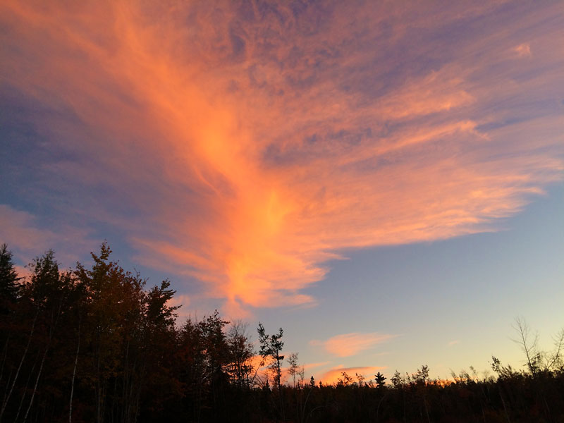 Bird in the Clouds