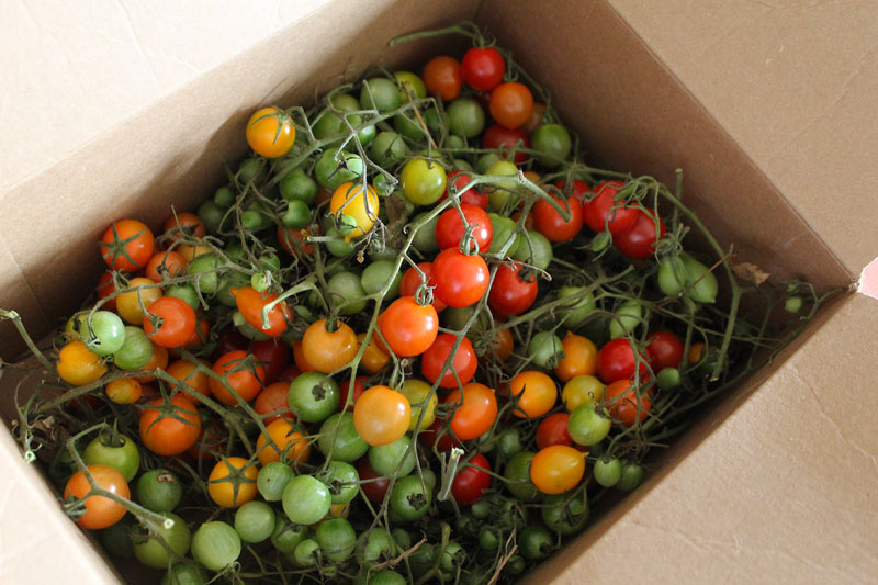 October Tomatoes