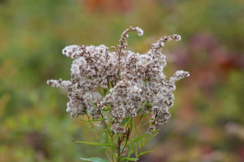 goldenrod