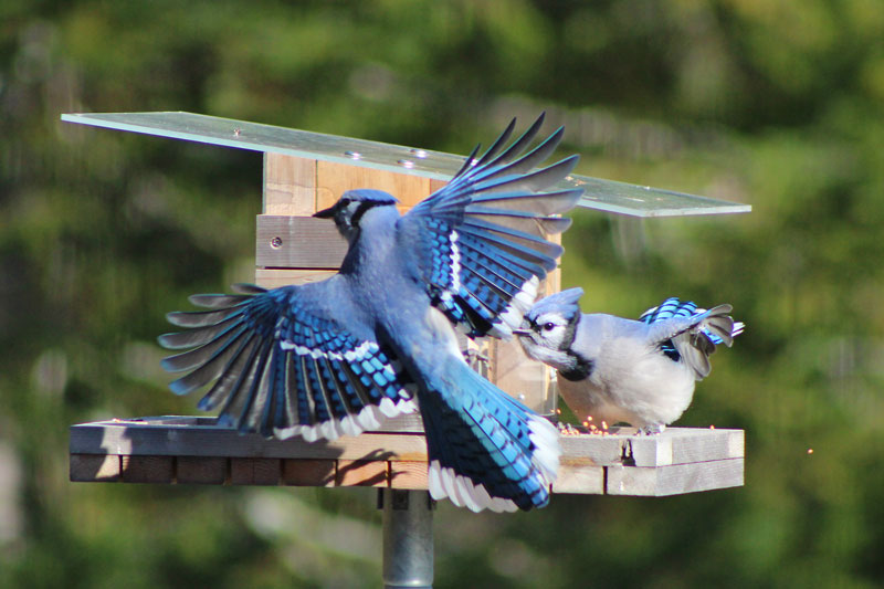 A Band of Blue Jays