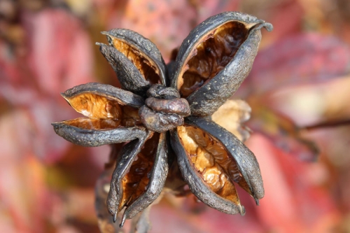 peony-seed-pod