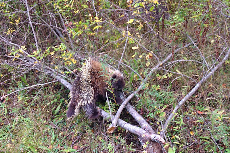 A Prickly Visitor