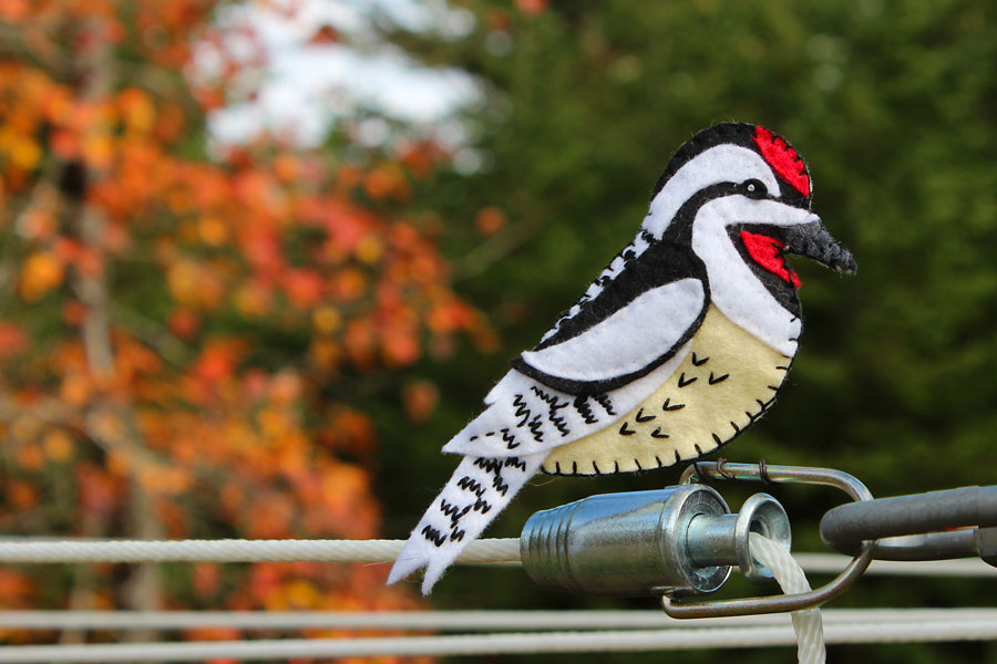 The Rythmic Yellow-Bellied Sapsucker