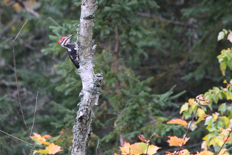 Startled by a Pileated Woodpecker
