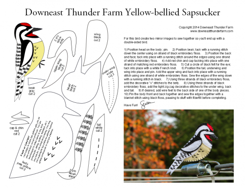 yellow-bellied-sapsucker