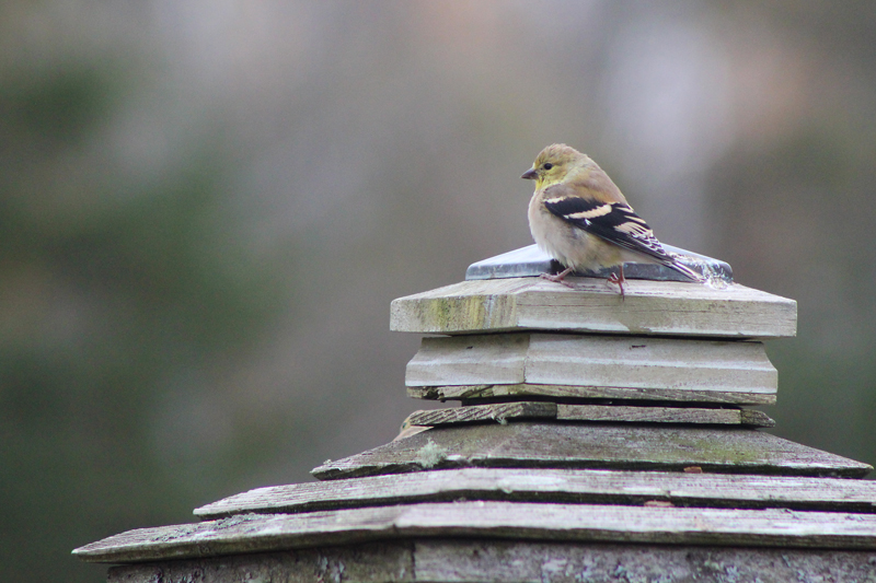 A Charm of Goldfinches