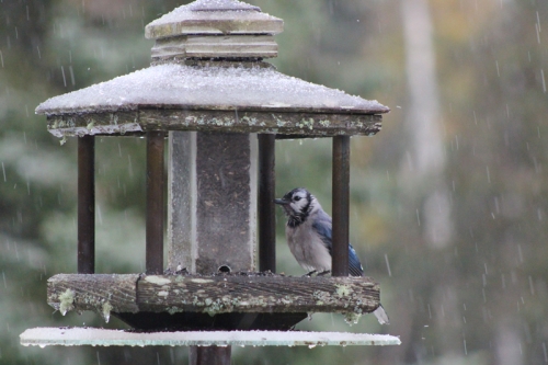 blue jay