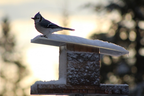 blue jay at sunrise