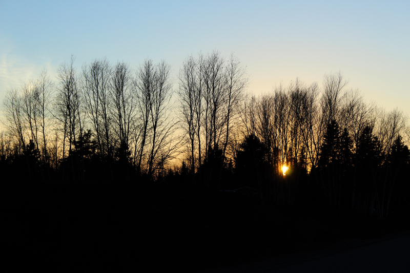 Trees in Silhouette