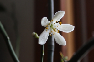 meyer lemon blossom