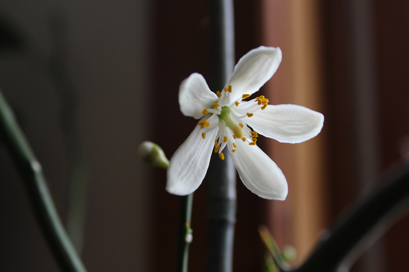 Lemon Blossom