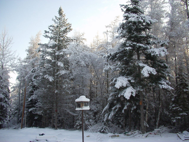 Christmas Past: Our First Home-Grown Christmas Tree