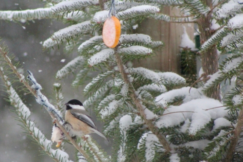 chickadee in the Christmas tree