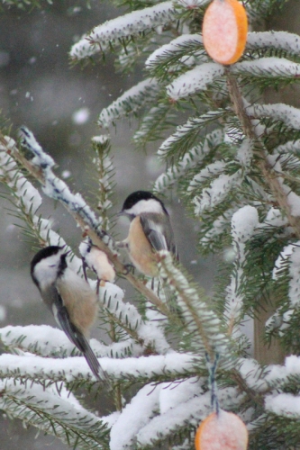 chickadees in New Year's tree