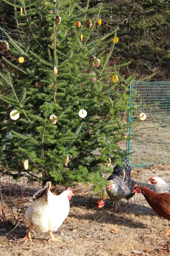 chickens enjoying the Christmas tree