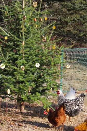 recycling a Christmas tree