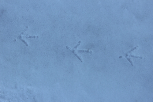 chicken tracks