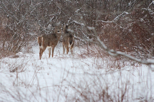 white-tail deer in the snow