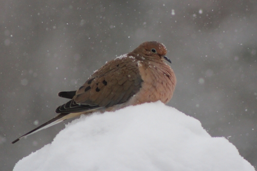 mourning dove in the snow