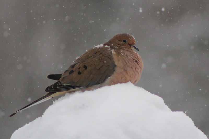 Snowy Moments