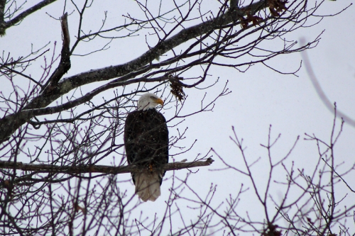 bald eagle along the river