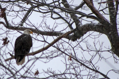 American bald eagle