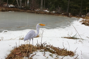 egret pattern