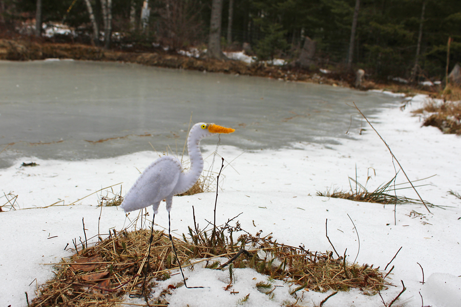 Edgar the Great Egret