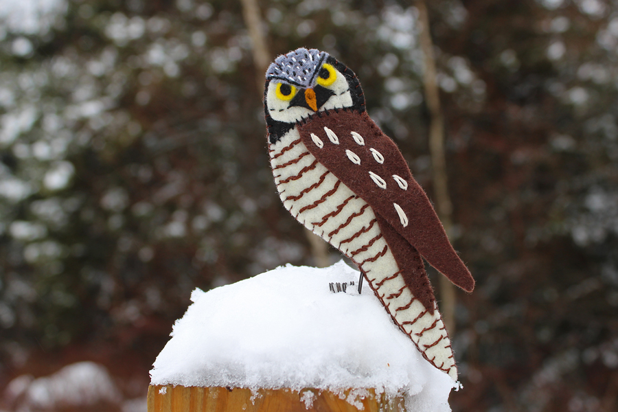 The Nomadic Northern Hawk Owl