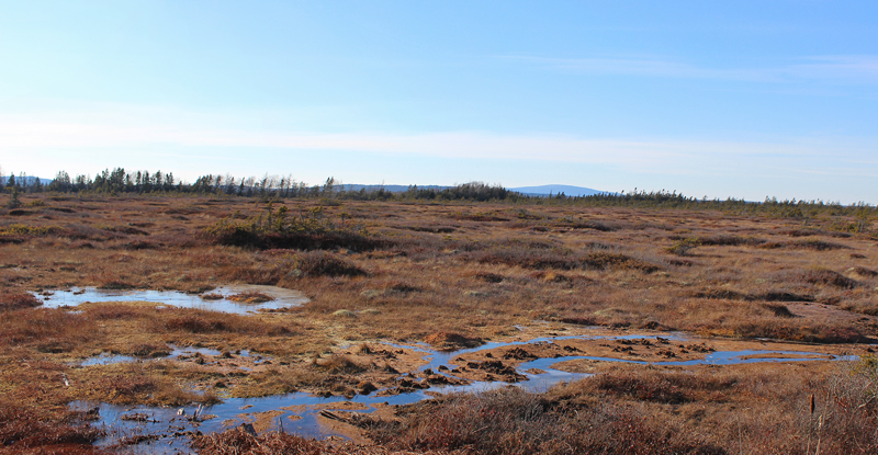 New Year’s Day at Corea Heath