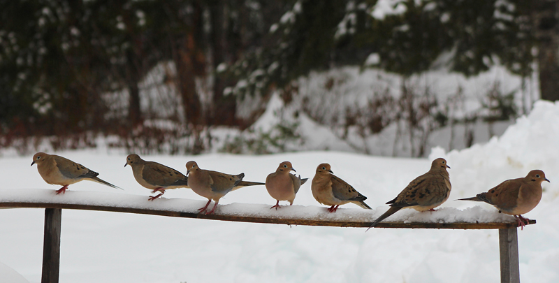 Mourning Doves in Waiting