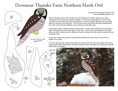 northern hawk owl