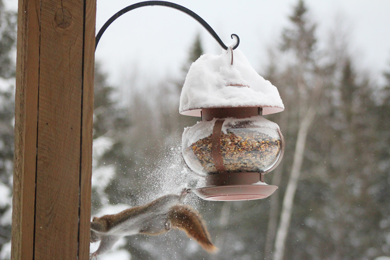 Bird Feeder vs. Squirrel