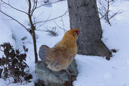 snow blind chicken