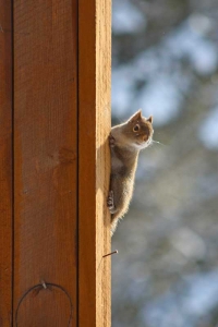 squirrel after feeder