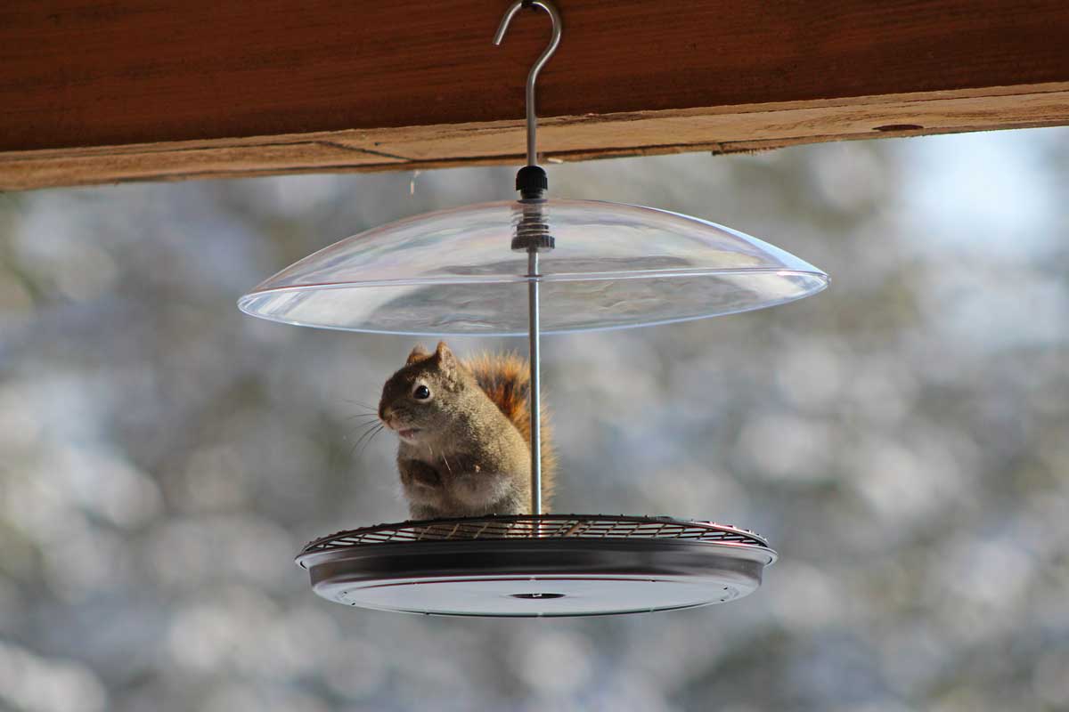 Another Feeder Under Siege