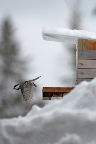 chickadee-in-flight2