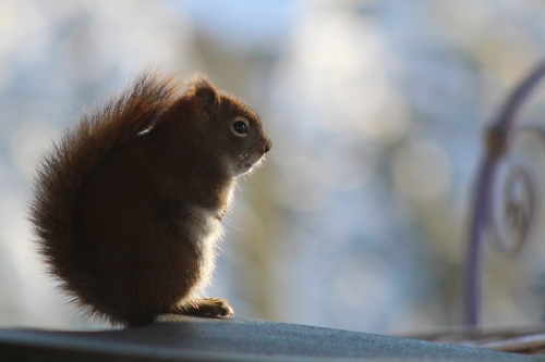 saturday-squirrel