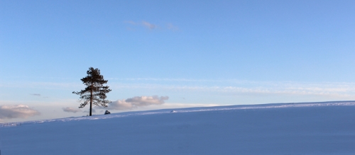 tree-on-snow