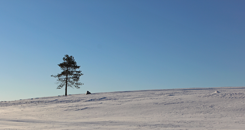 A Solitary Tree