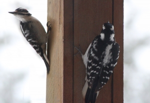 downy woodpecker pair