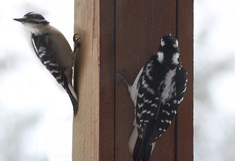 Downy Woodpecker Pair Visits