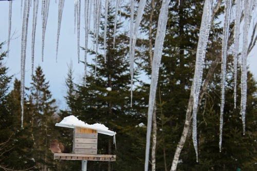 giant icicles hanging off porch in maine