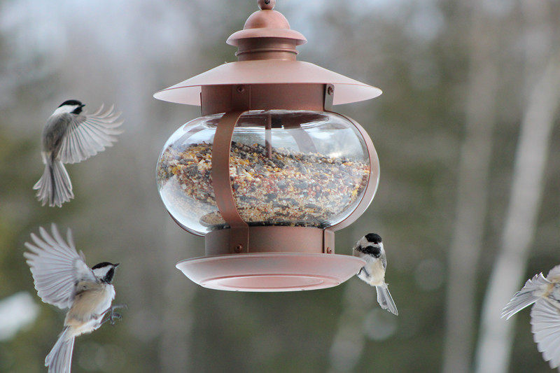 Black Capped Chickadee Show